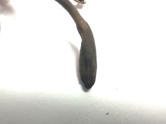 Geoglossum umbratile