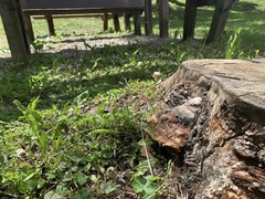 Truncospora ochroleuca