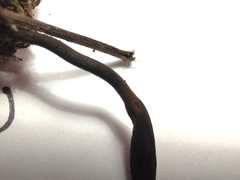 Geoglossum umbratile