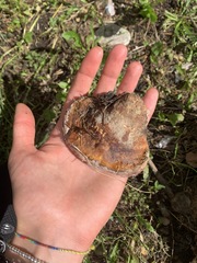 Truncospora ochroleuca