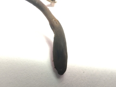 Geoglossum umbratile