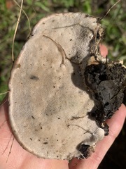 Truncospora ochroleuca