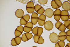 Puccinia cnici