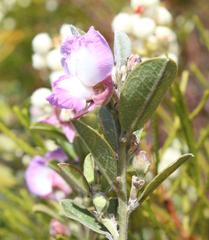 Podalyria myrtillifolia