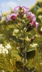 Podalyria myrtillifolia