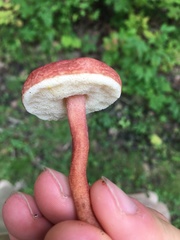 Gyroporus purpurinus