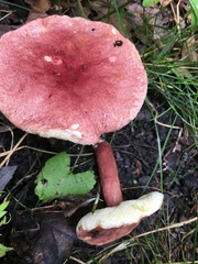 Gyroporus purpurinus