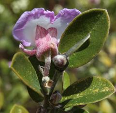 Podalyria myrtillifolia