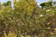 Podalyria myrtillifolia