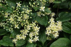 Clematis vitalba