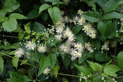 Clematis vitalba