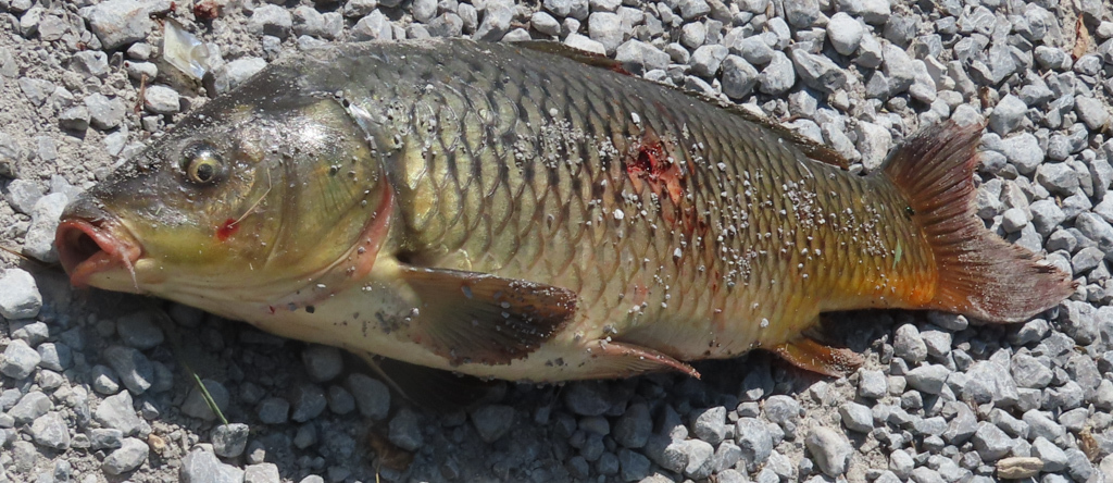 European Carp (SD Fish Passage Guide ) · iNaturalist