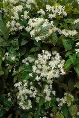 Clematis vitalba