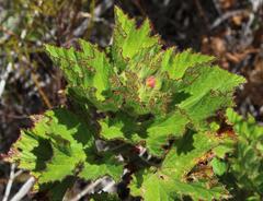 Pelargonium cucullatum strigifolium