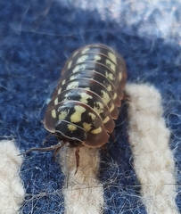 Armadillidium werneri