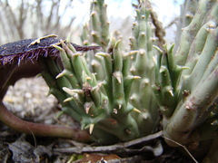 Tridentea gemmiflora