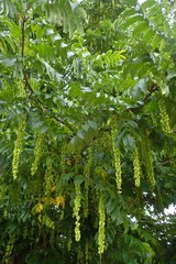 Pterocarya