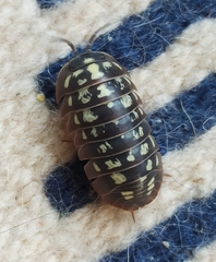 Armadillidium werneri