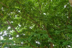Pterocarya