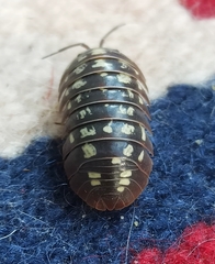 Armadillidium werneri
