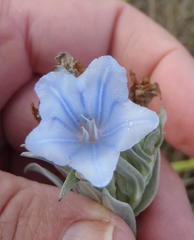 Lobostemon curvifolius