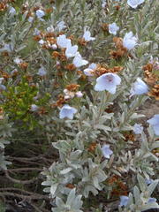 Lobostemon curvifolius
