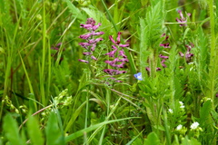 Fumaria officinalis