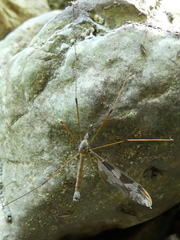 Tipula maxima