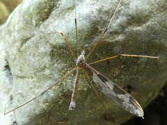 Tipula maxima