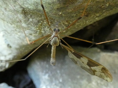Tipula maxima