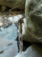 Tipula maxima