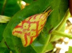 Hypercallia citrinalis