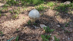 Agaricus deserticola