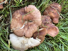 Gerhardtia foliicola