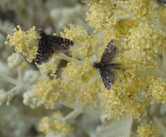 Adelidae