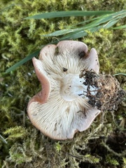 Gerhardtia foliicola