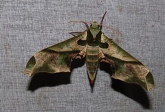 Adhemarius dariensis