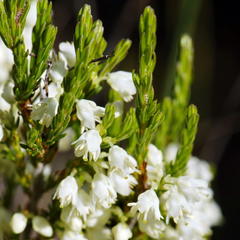 Erica leucanthera