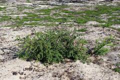 Asparagus rubicundus