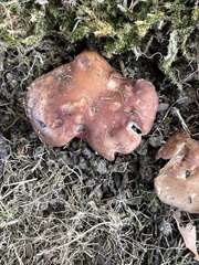 Gerhardtia foliicola