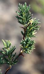 Asparagus rubicundus