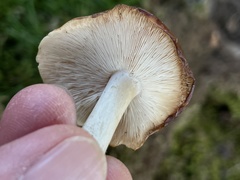 Gerhardtia foliicola