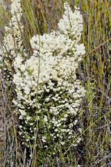 Erica leucanthera