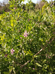 Lycium barbarum