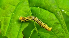 Erannis defoliaria