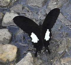 Papilio nephelus
