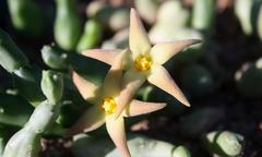 Piaranthus
