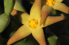 Piaranthus