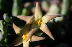 Piaranthus