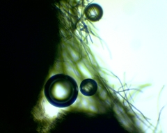 Geoglossum umbratile